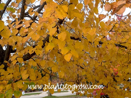Norlin Little Leaf Linden  (Tilia cordata)